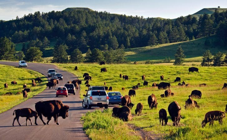 cars stopped or pulled over on the road in Custer State Park near a heard of buffalo